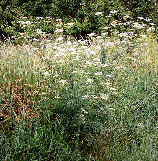 Изображение особи Conium maculatum.