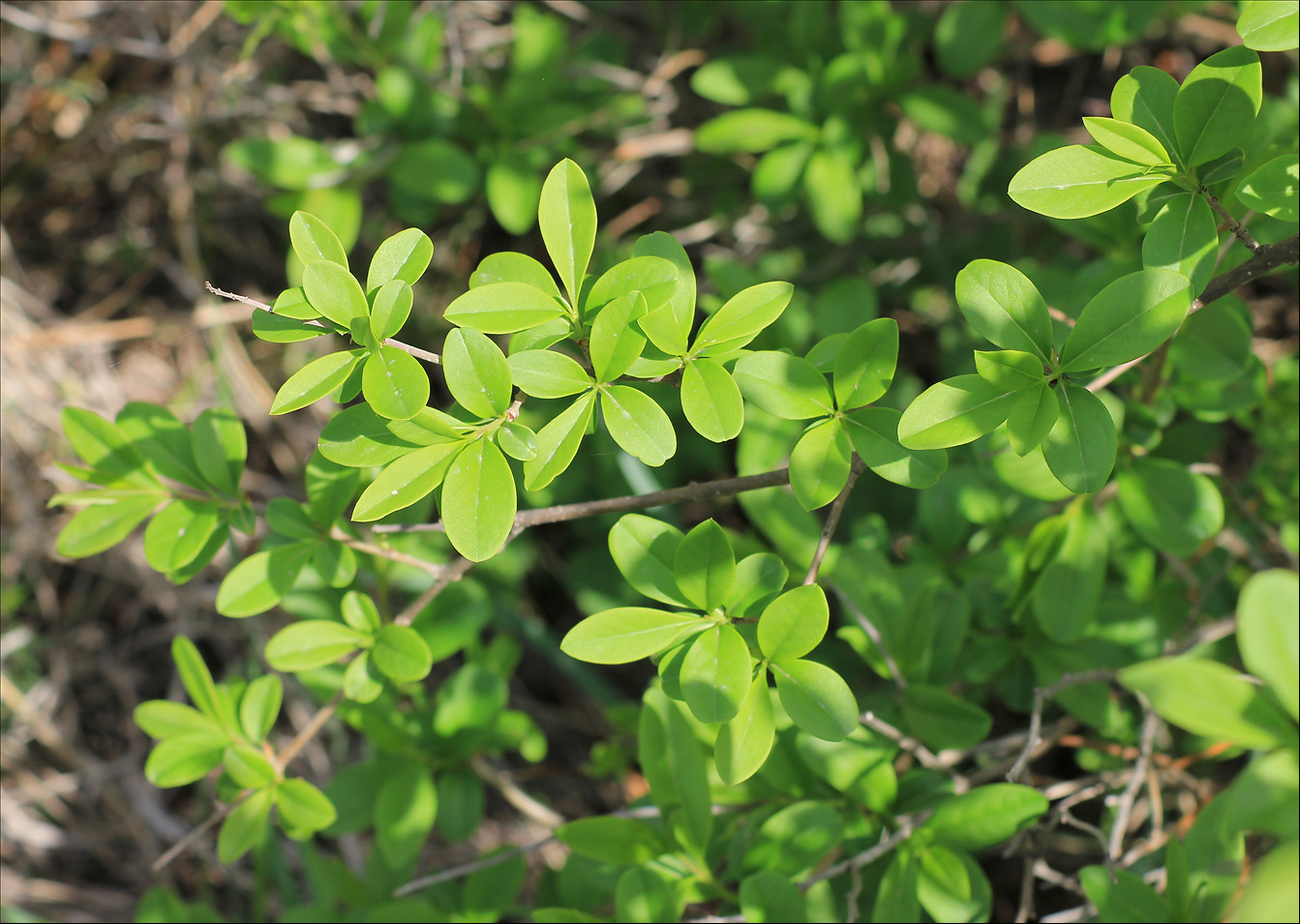 Изображение особи Ligustrum vulgare.