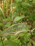 род Epilobium. Вскрывающиеся плоды. Украина, г. Запорожье, балка между Космическим мкрн. и Опытной станцией, возле ручья. 14.09.2013.