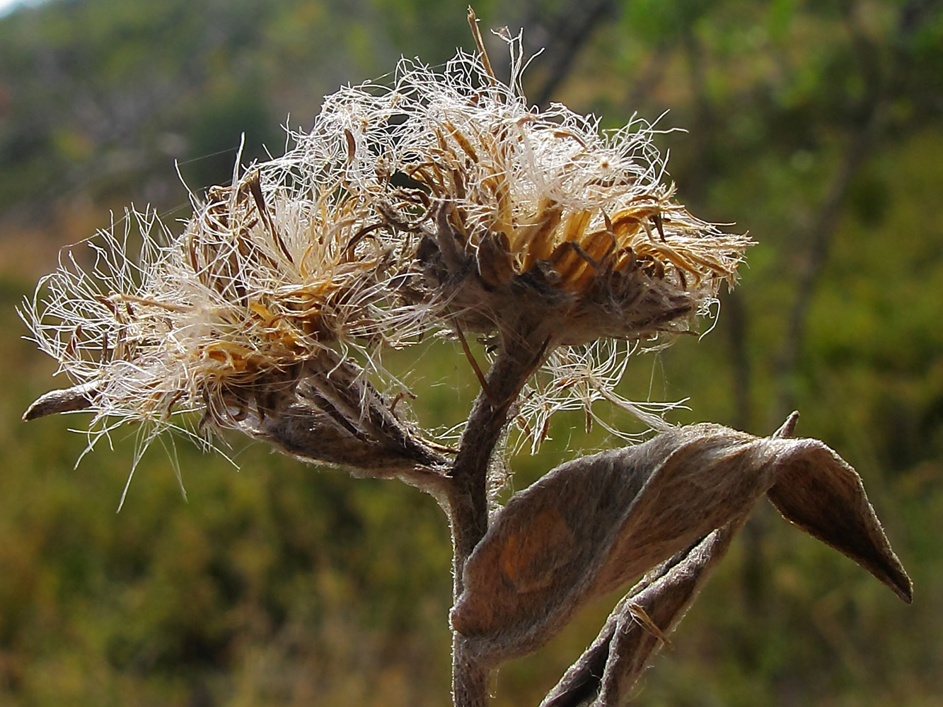 Изображение особи род Inula.