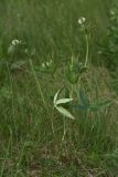 Trifolium montanum