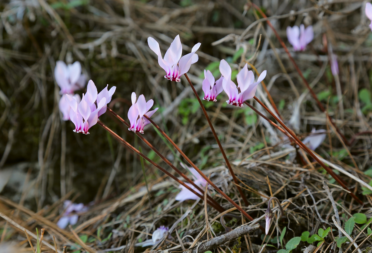 Image of Cyclamen hederifolium specimen.