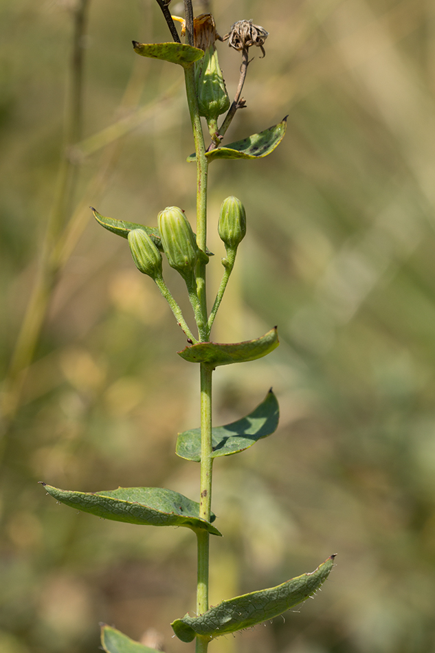 Image of Hieracium virosum specimen.