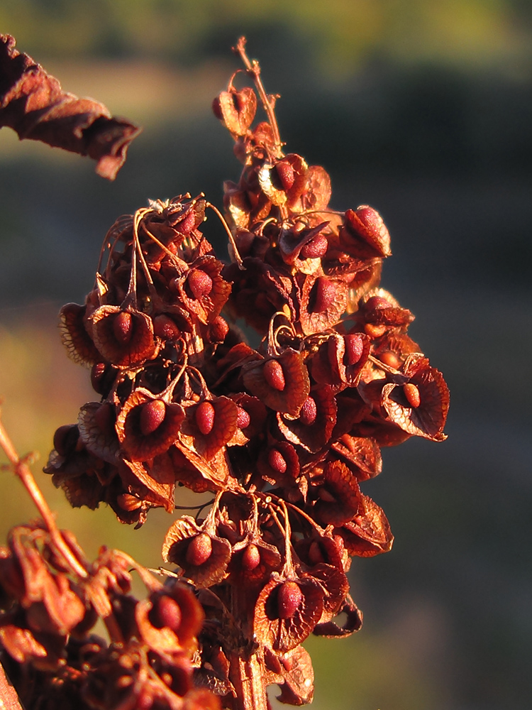 Изображение особи Rumex crispus.