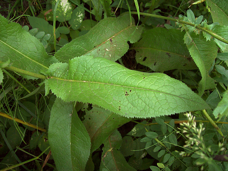 Image of Serratula tinctoria specimen.