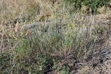 Tanacetum turlanicum