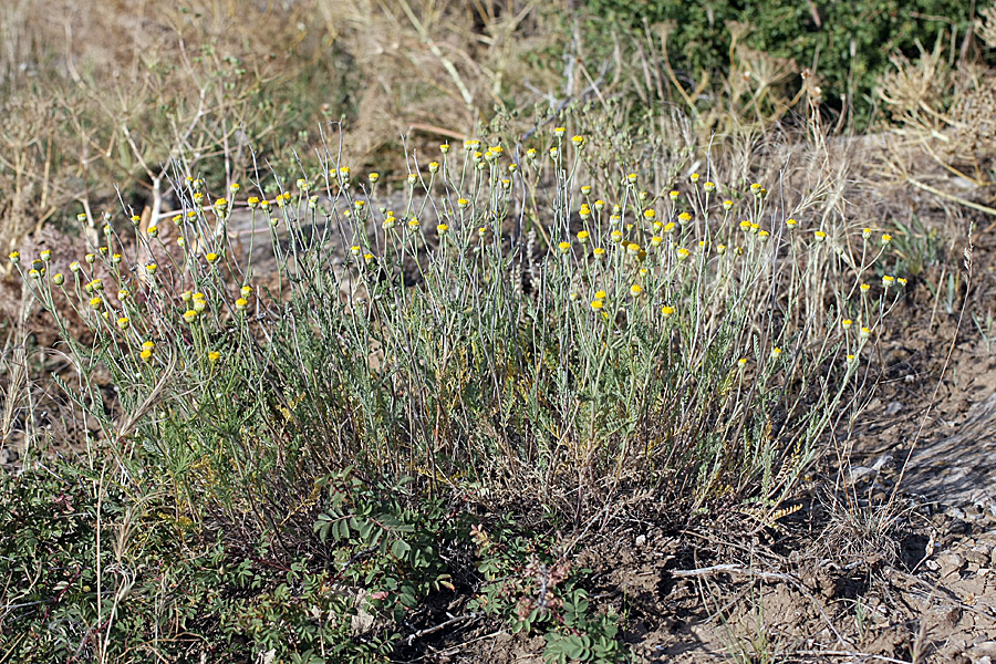 Image of Tanacetum turlanicum specimen.