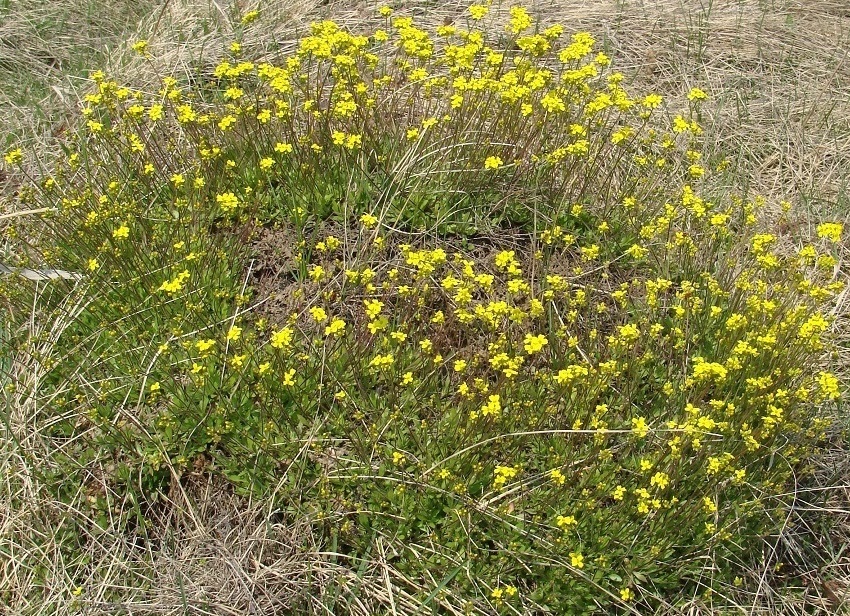 Изображение особи Draba sibirica.