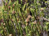 Dracophyllum sprengelioides. Верхушки побегов с завязывающимися плодами. Австралия, о. Тасмания, национальный парк \"Крэдл Маунтин\". 26.02.2009.