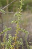 Salsola tragus