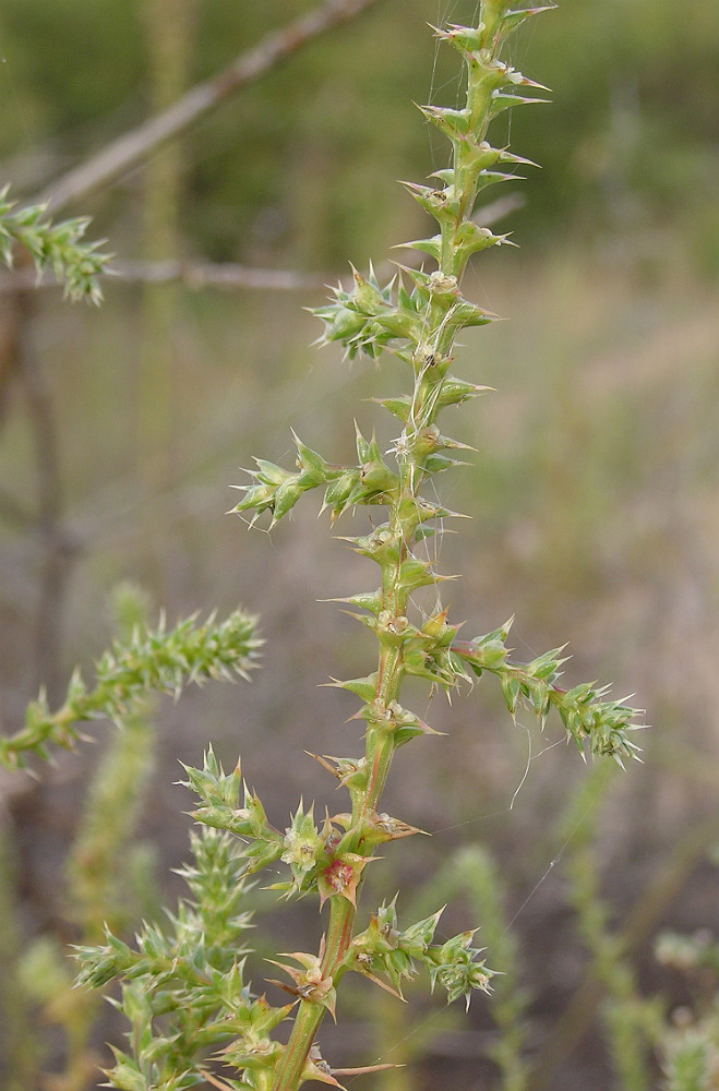 Image of Salsola tragus specimen.