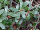 Berberis hakeoides. Средняя часть веточки с укороченными боковыми побегами. Германия, г. Дюссельдорф, Ботанический сад университета. 02.03.2014.
