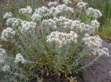 Teucrium capitatum