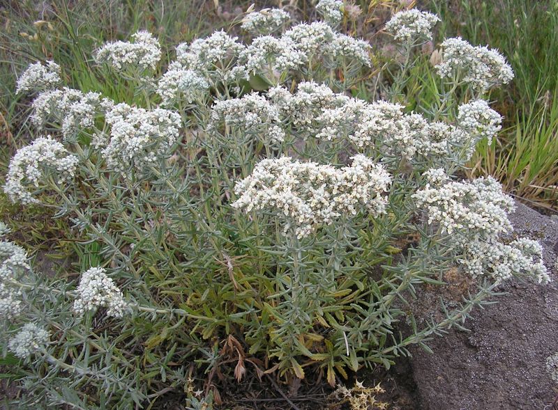 Image of Teucrium capitatum specimen.