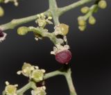 Salvadora persica