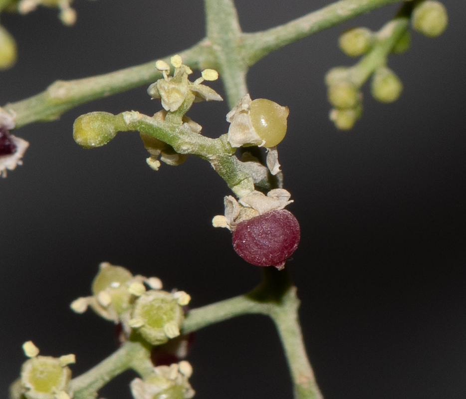 Image of Salvadora persica specimen.