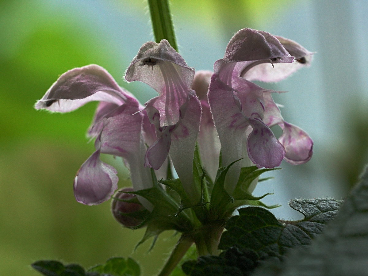 Image of Lamium maculatum specimen.