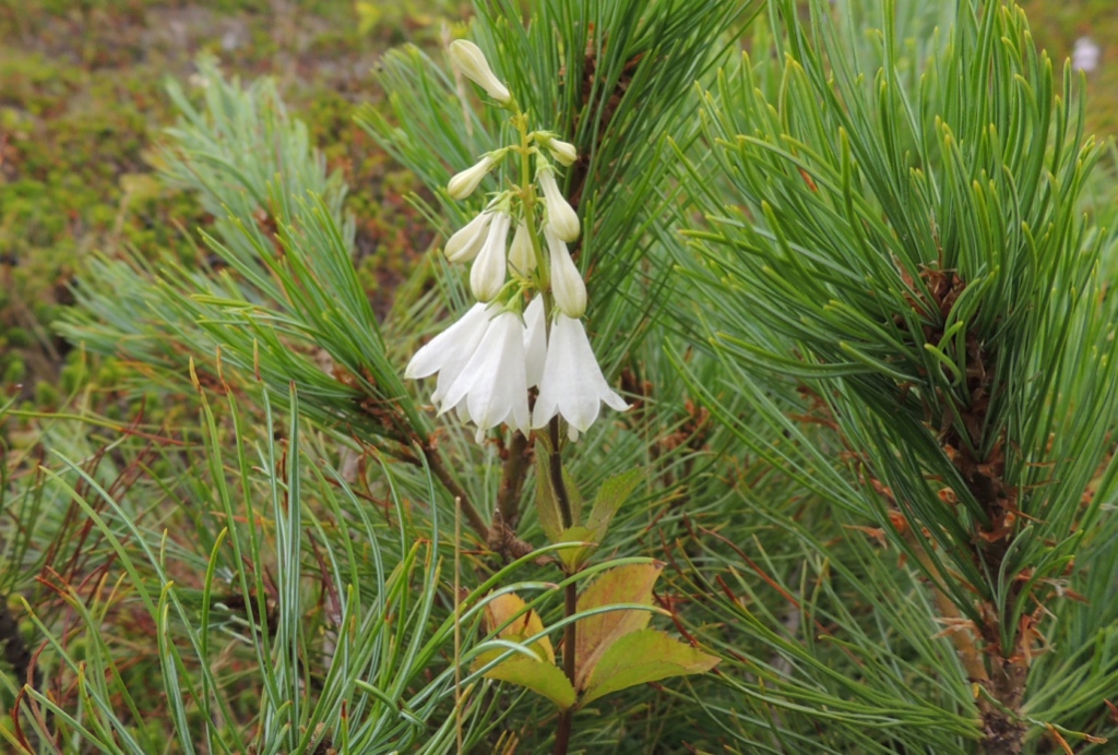 Изображение особи Adenophora triphylla.