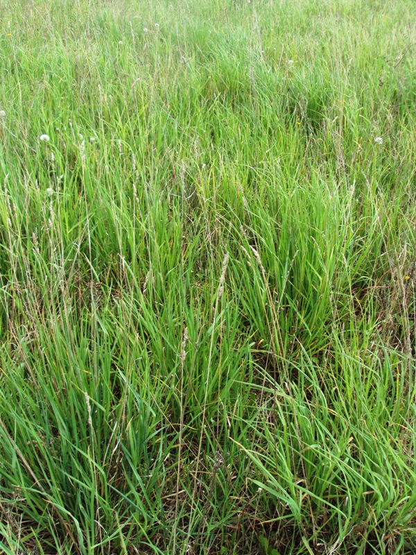 Изображение особи Dactylis glomerata.