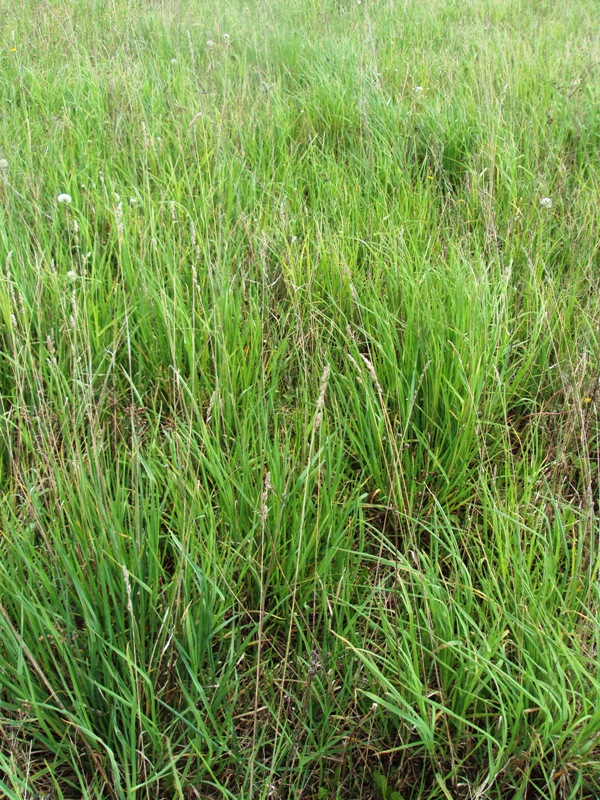 Image of Dactylis glomerata specimen.