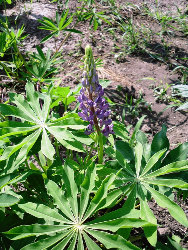 Изображение особи Lupinus &times; regalis.