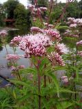 Eupatorium cannabinum