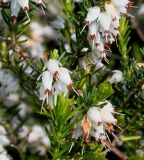 Erica carnea. Побеги с соцветиями ('Schneekuppe'). Германия, г. Дюссельдорф, Ботанический сад университета. 04.05.2014.