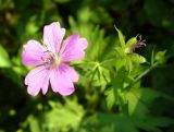 Geranium palustre