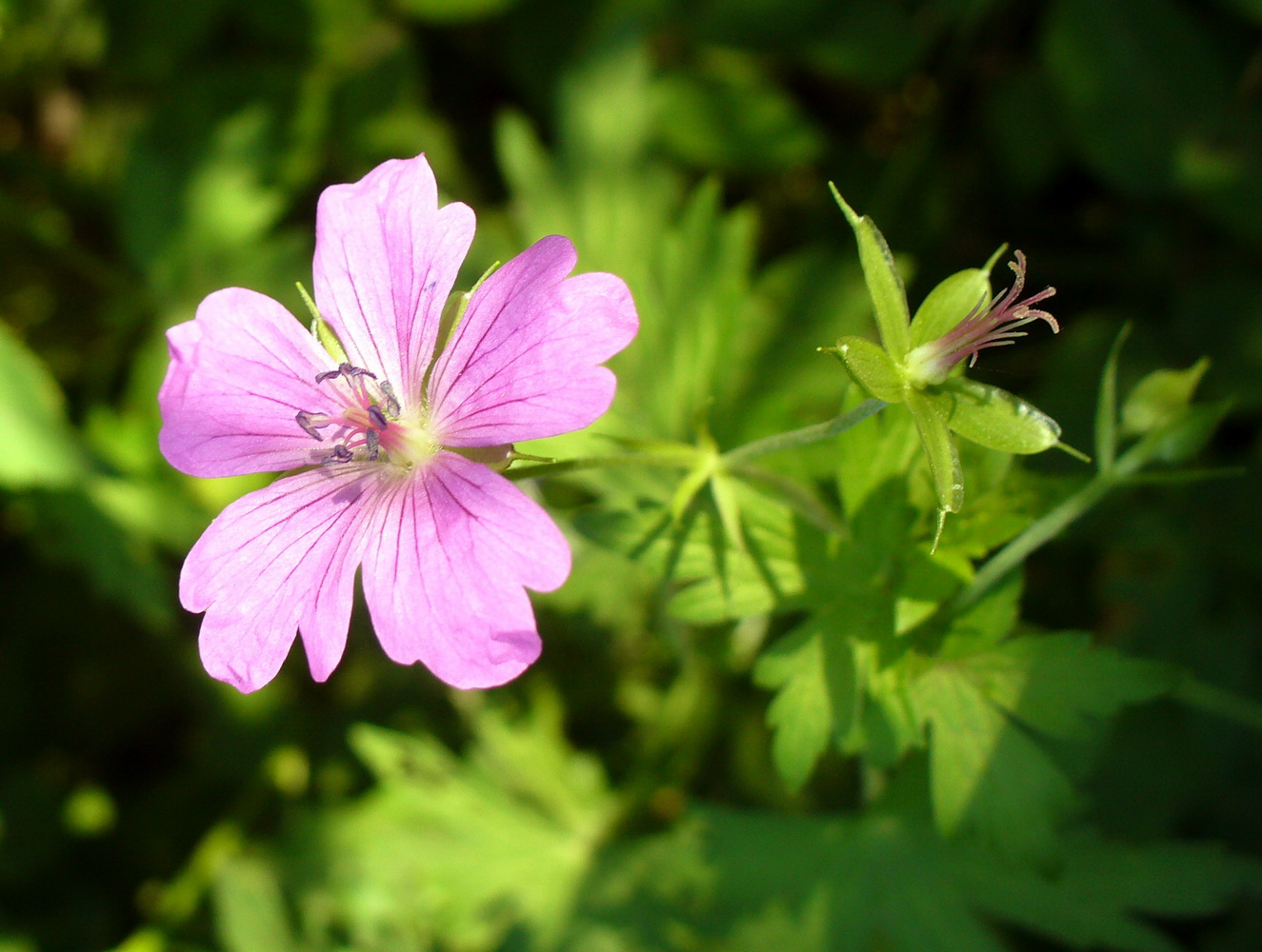 Изображение особи Geranium palustre.