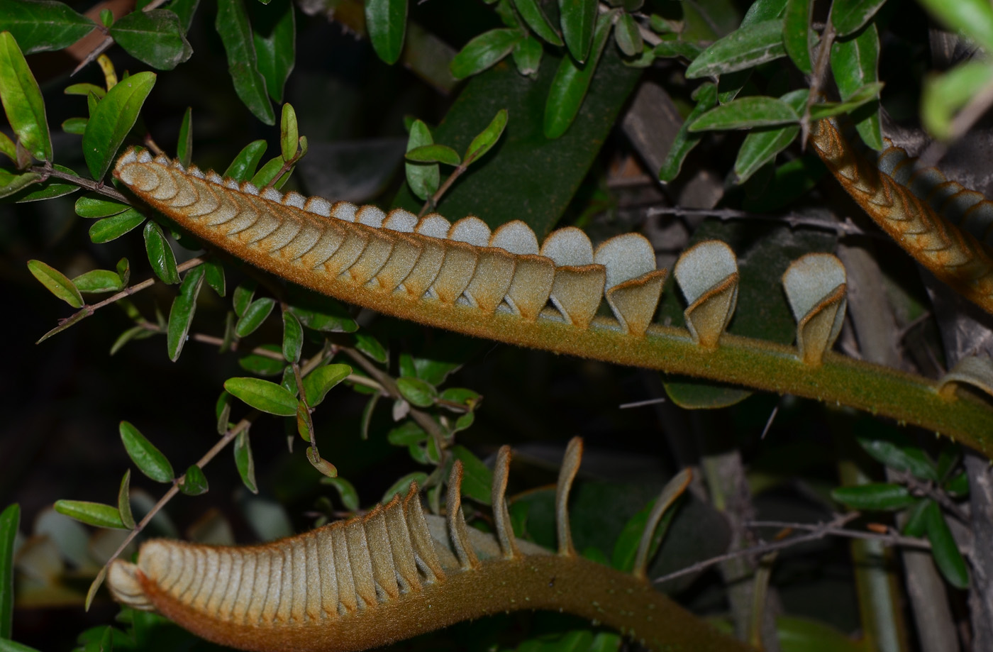 Image of Zamia furfuracea specimen.