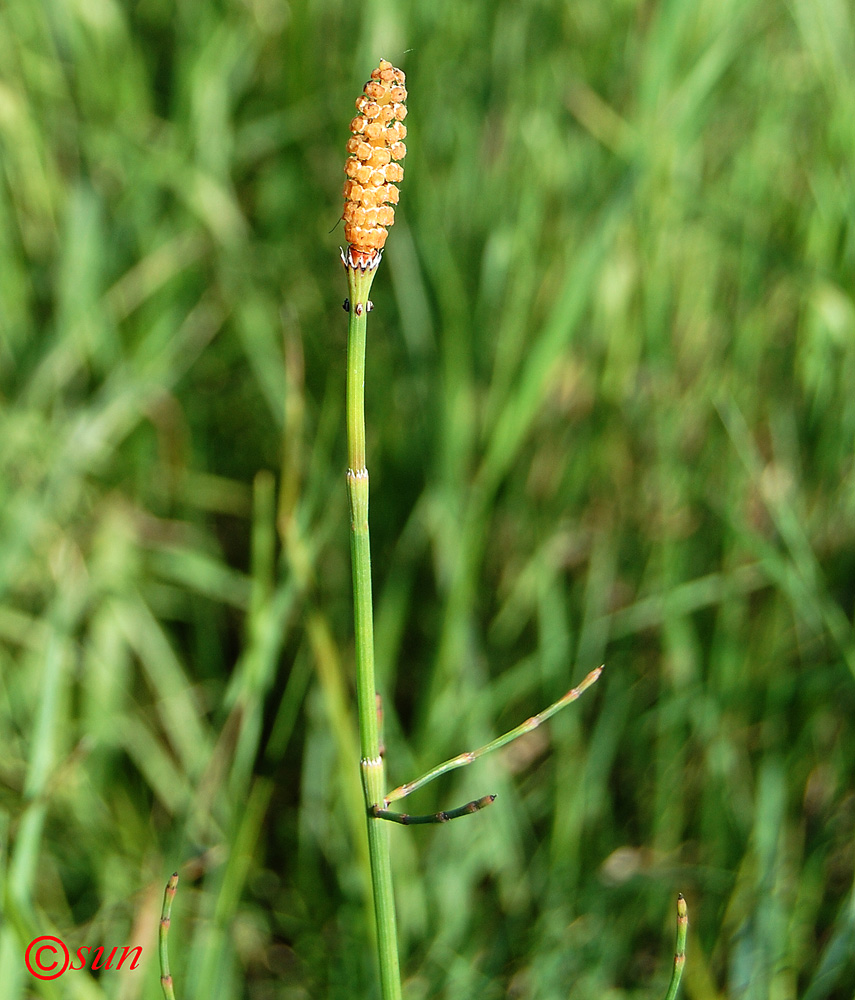 Изображение особи Equisetum ramosissimum.