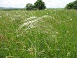 Stipa pennata