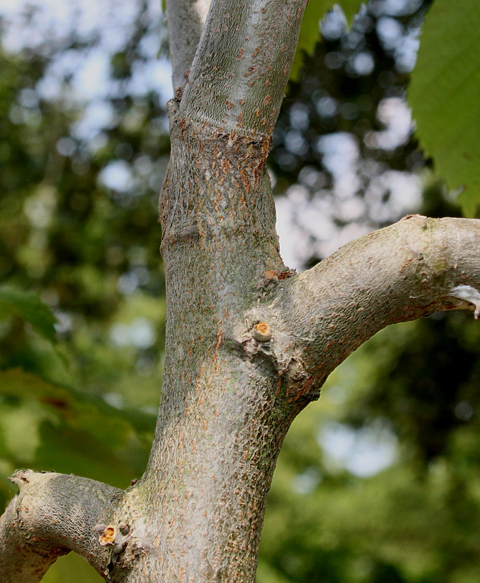 Image of Tilia mandshurica specimen.