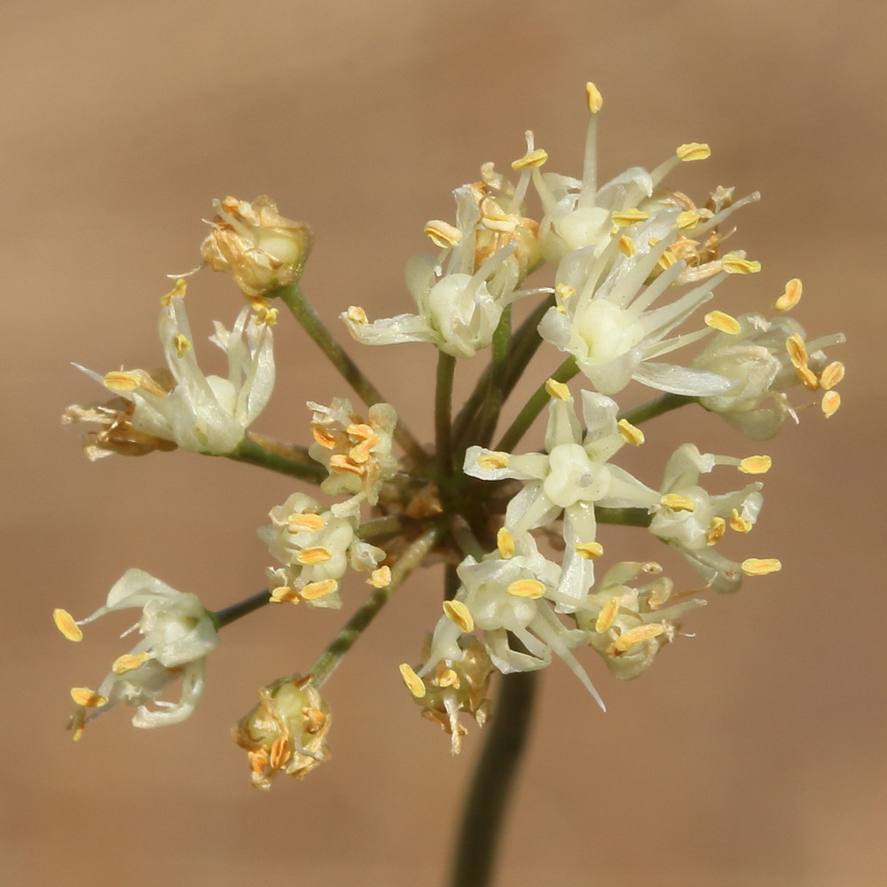 Изображение особи Allium flavescens.