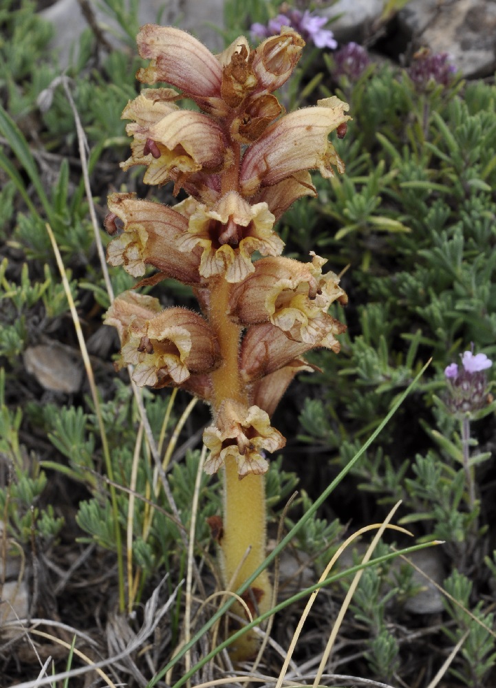 Изображение особи Orobanche alba.