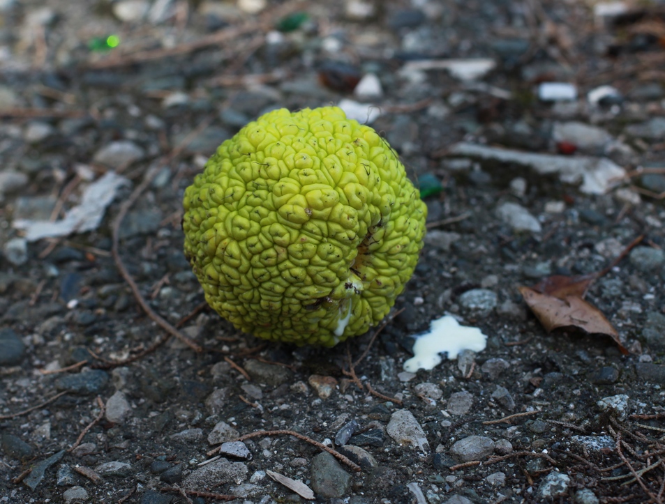 Изображение особи Maclura pomifera.