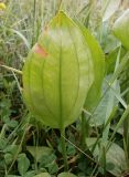 Alisma plantago-aquatica