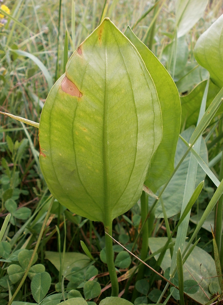 Image of Alisma plantago-aquatica specimen.