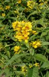 Lysimachia vulgaris