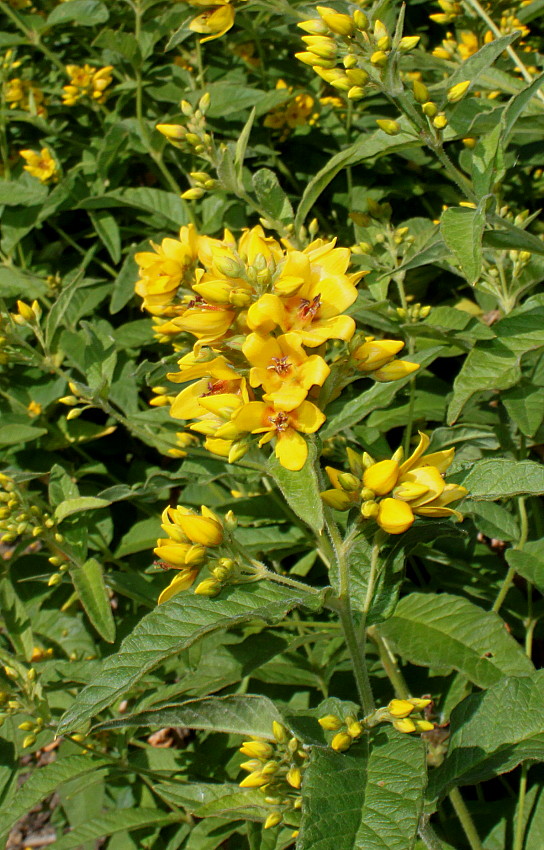 Image of Lysimachia vulgaris specimen.