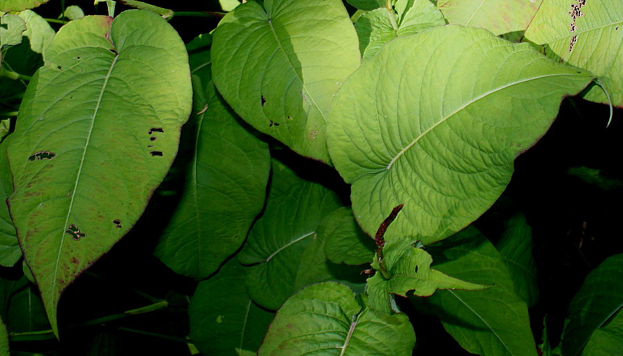 Image of Bistorta amplexicaulis specimen.