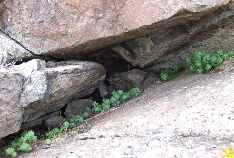 Image of Rhodiola rosea specimen.