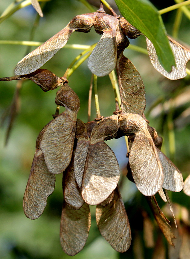 Image of Acer monspessulanum specimen.