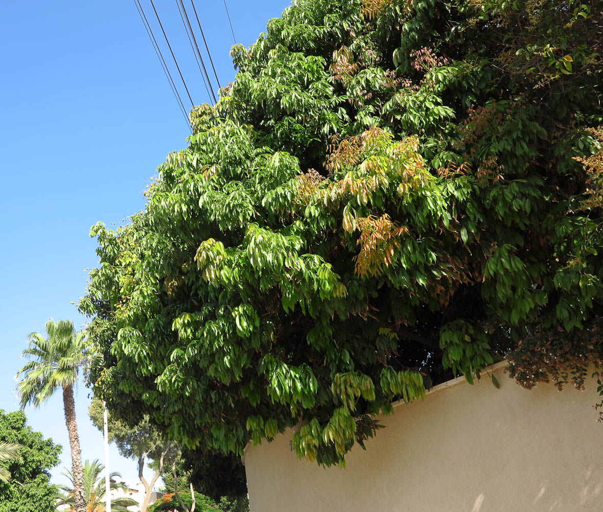 Image of Litchi chinensis specimen.