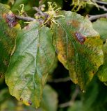 Hamamelis virginiana. Отцветающий цветок и листья, принимающие осеннюю окраску. Германия, г. Дюссельдорф, Ботанический сад университета. 05.09.2014.