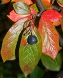 Cotoneaster lucidus. Плодоносящий побег с листьями в осенней окраске. Подмосковье, г. Одинцово, придомовые посадки. Сентябрь 2014 г.