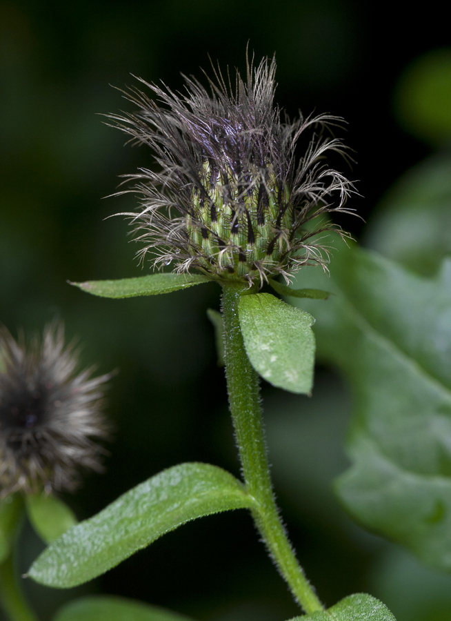 Изображение особи Centaurea abnormis.