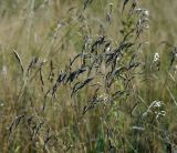 Festuca arundinacea. Верхушка растения с соплодиями. Московская обл., Раменский р-н, окр. ж.-д. платформы Хрипань, просека под ЛЭП. 28.08.2014.