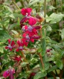 Cuphea llavea