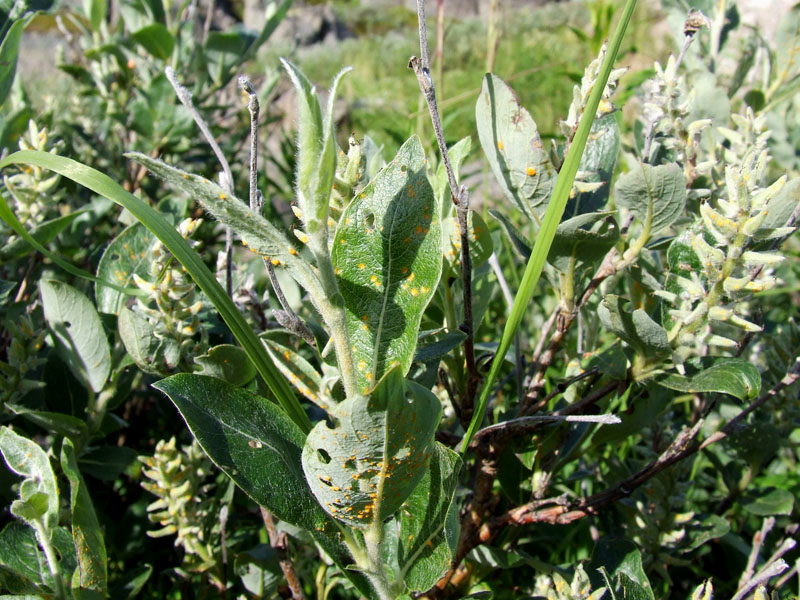 Изображение особи Salix glauca.